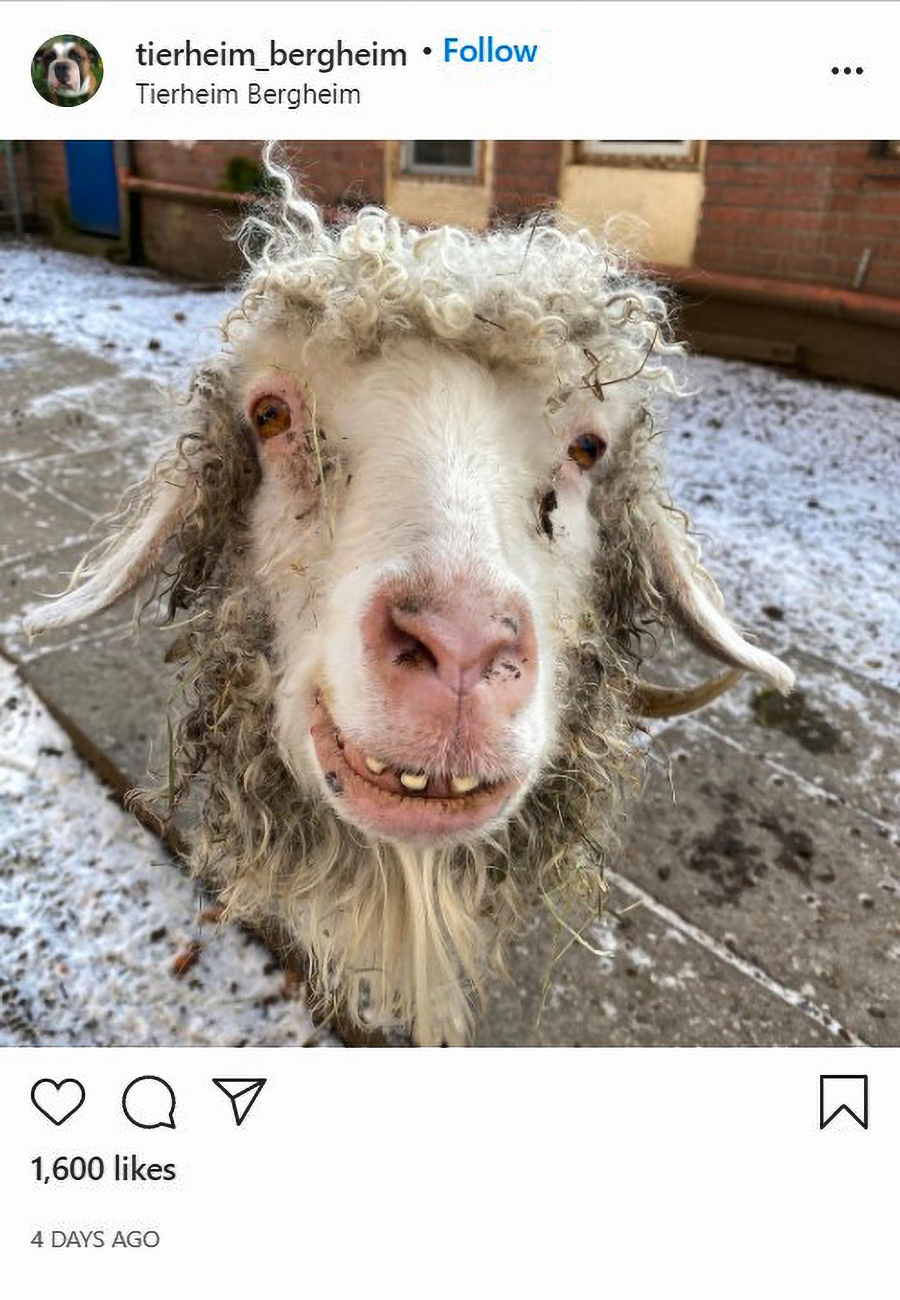 Read more about the article Rescued Goat Charms Netizens With Adorable Toothy Smile