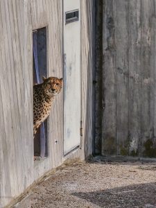 Read more about the article Stuttgart Zoo To Breed Cheetahs To Help Prevent Extinction
