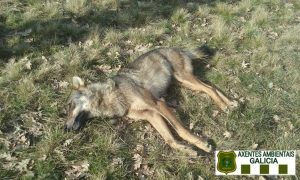 Read more about the article Third Spanish Wolf Shot In The Wake of Growing Farmer Anger Over Lost Sheep and Cattle