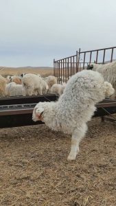 Read more about the article Mutant Lamb With Two Legs Walks Like A Person
