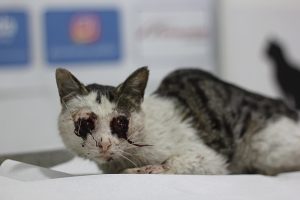 Read more about the article Cat With Eyes Scratched Out Left To Die On Side Of Road