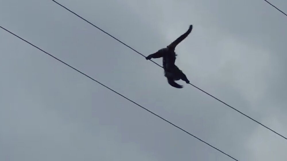 Read more about the article Escaped Monkey Fatally Electrocuted After Climbing Across High Voltage Lines