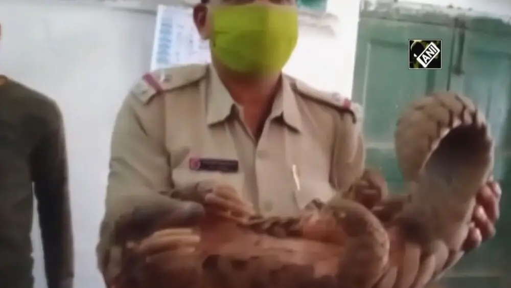 Read more about the article Pangolin Tests Positive For COVID-19 In Indian Town