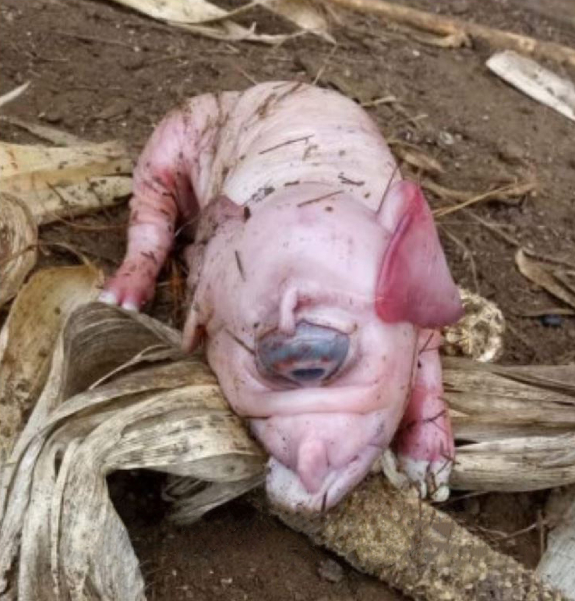 Read more about the article Photo Of Nightmares Shows Rare Cyclops Pig With One Eye And No Snout