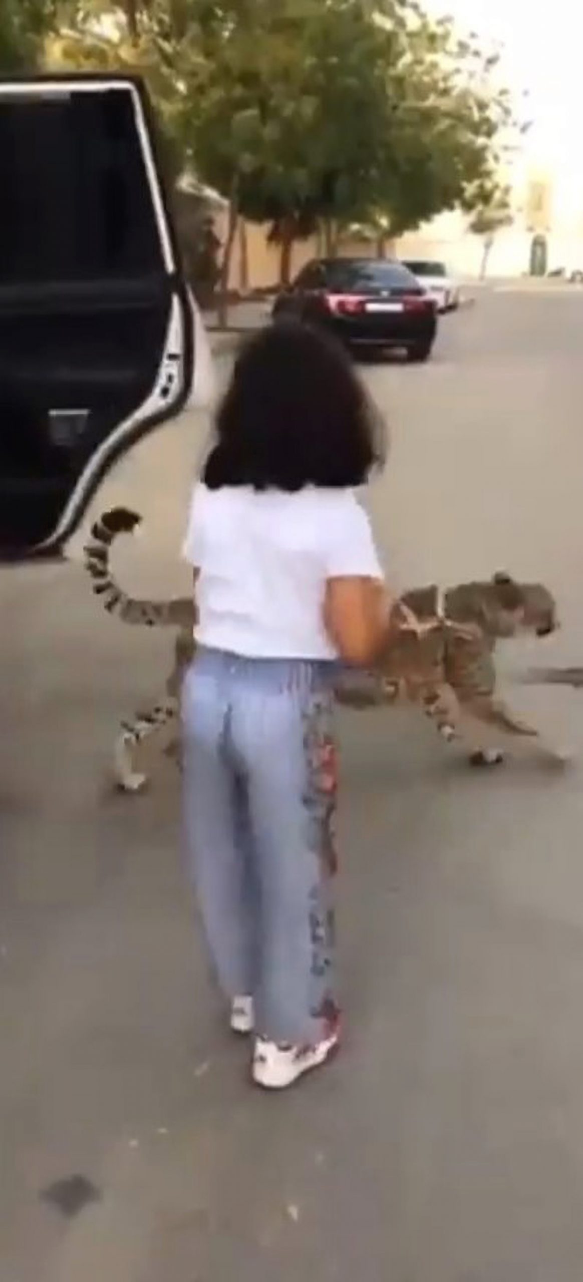 Read more about the article Moment Girl Struggles To Keep Her Pet Cheetah Under Control As She Takes It For Walk On A Leash