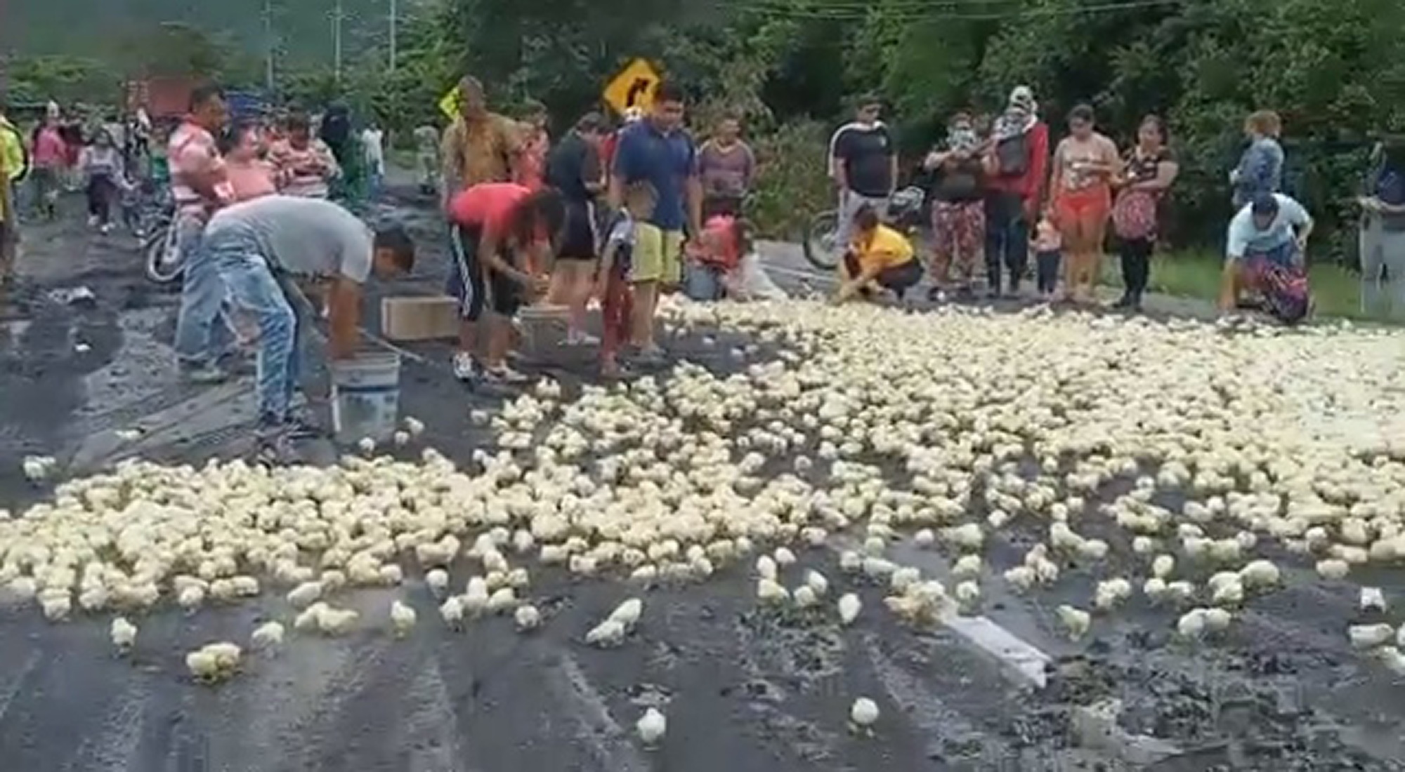 Read more about the article 300,000 Chicks Dumped On Streets As Food Supply Dries Up In Nationwide Protests