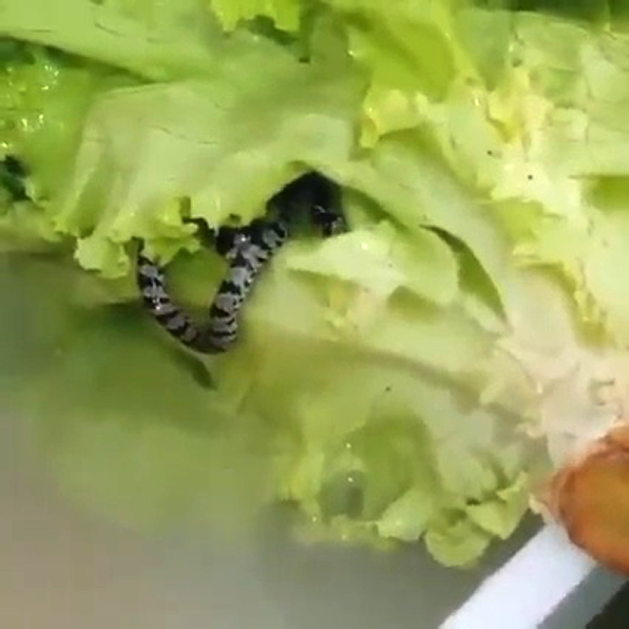 Read more about the article Burger Flipper Gets Shock Of Life After Finding Live Snake In Lettuce