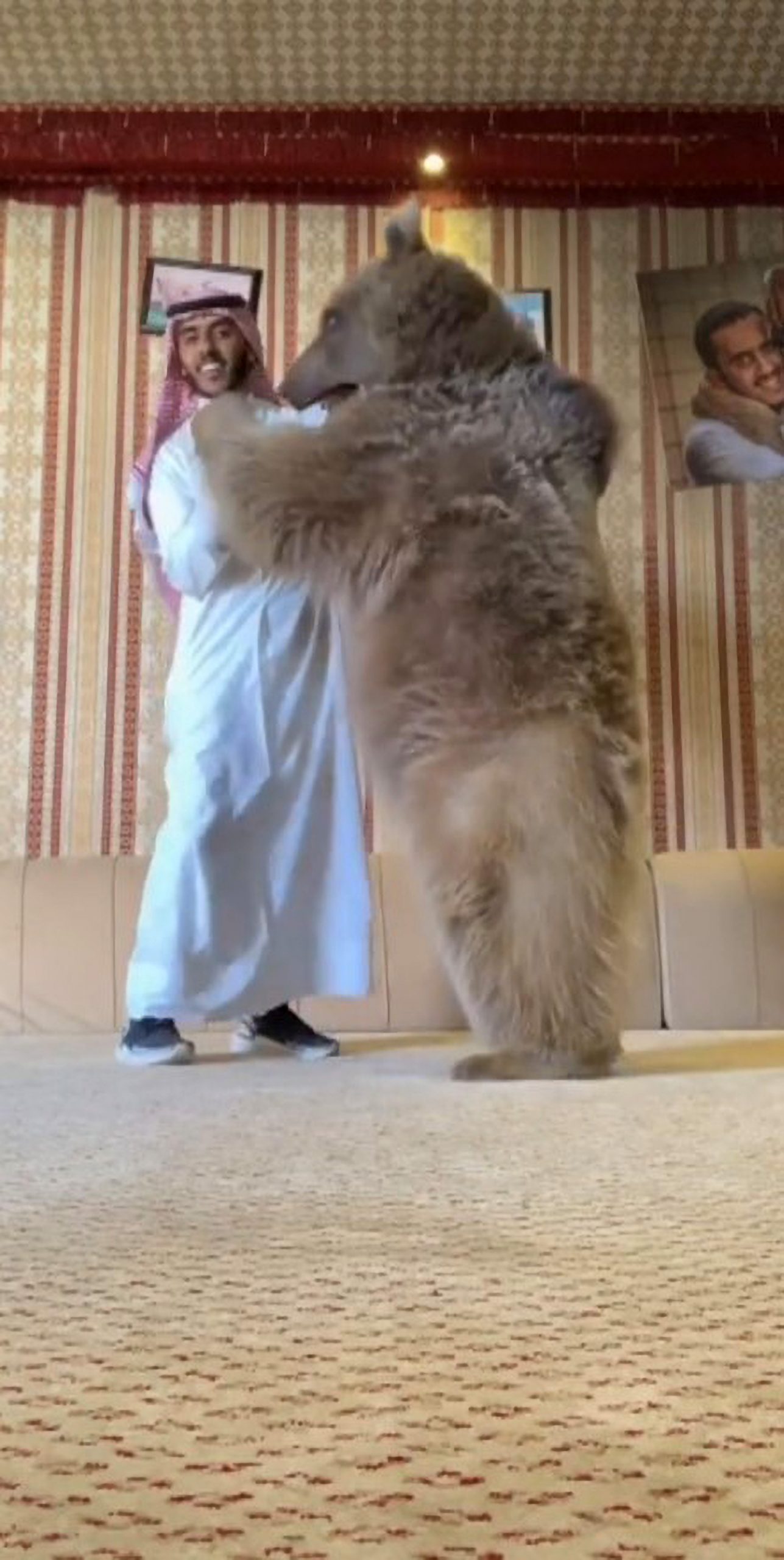 Read more about the article Saudi Trainer Raises Playful Bear And Lions Like Domestic Pets