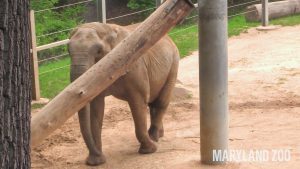 Read more about the article Adorable Tuffy The Elephant Shows Off Strength Whilst Playing With A Giant Log