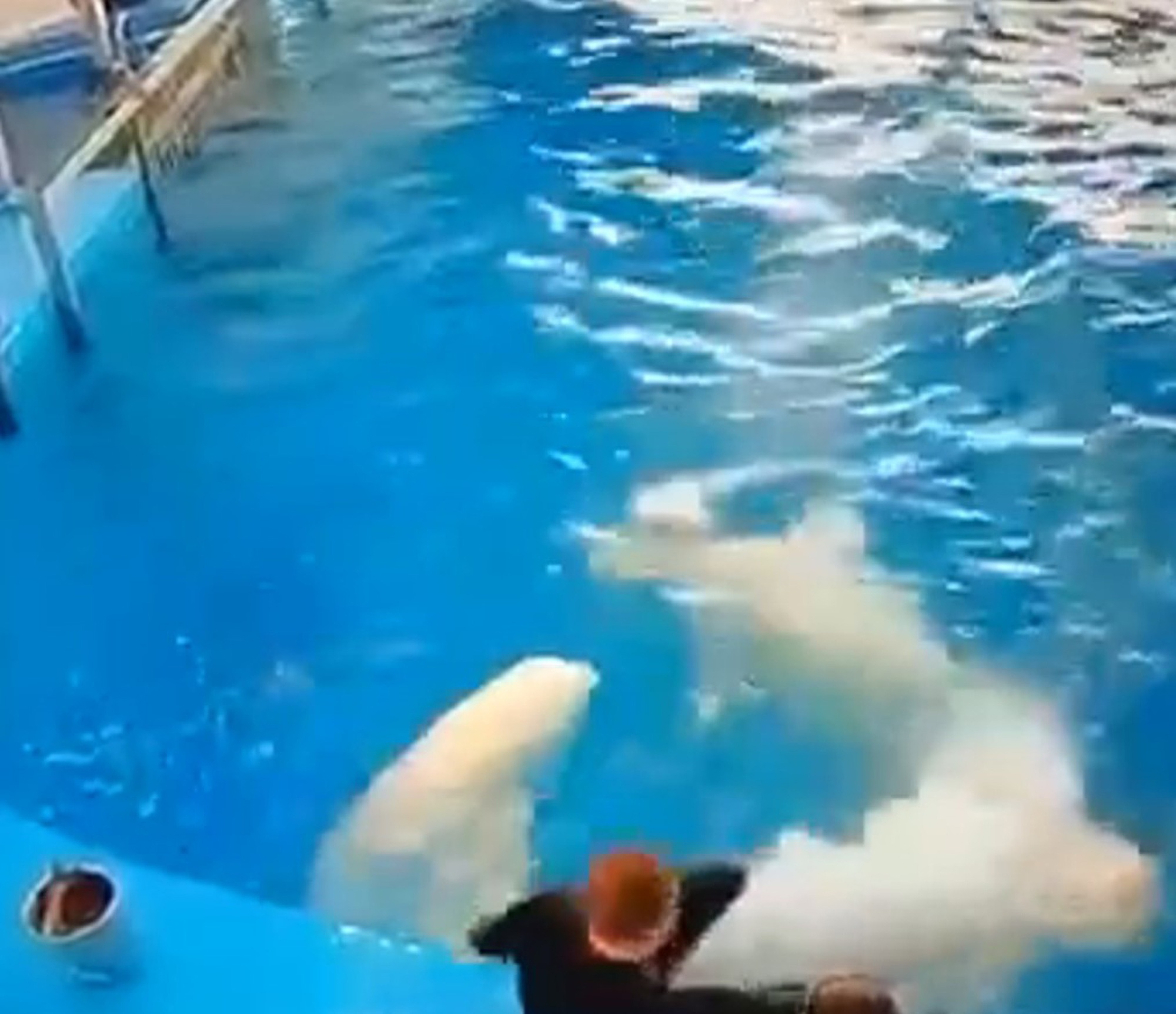 Read more about the article Outrage As Aquarium Trainer Filmed Beating Beluga Whales