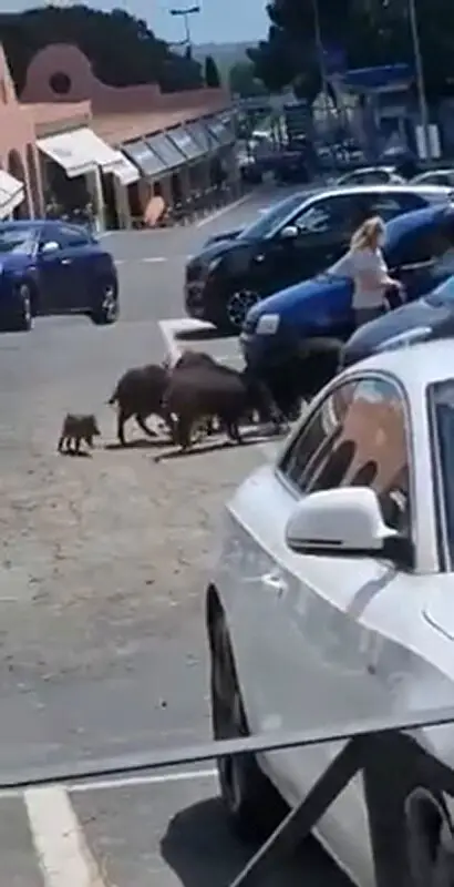 Read more about the article Family Of Wild Boars Attack Woman In Supermarket Car Park And Feast On Her Shopping