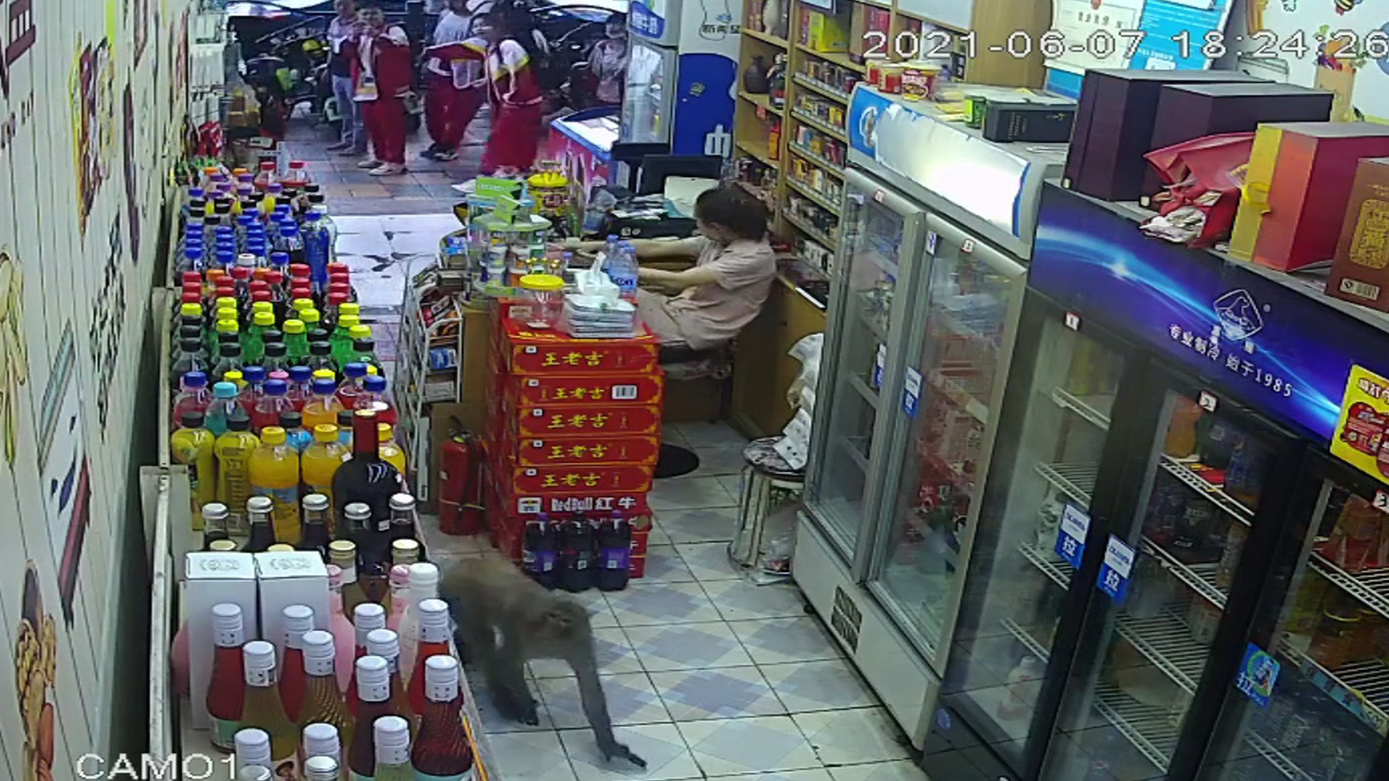 Read more about the article Moment Monkey Steals Canned Drink As Panicked Worker Runs Out Of Store