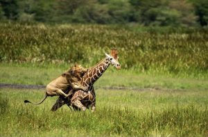 Read more about the article Moment Lion Pounces On Hapless Giraffe That Slipped Over