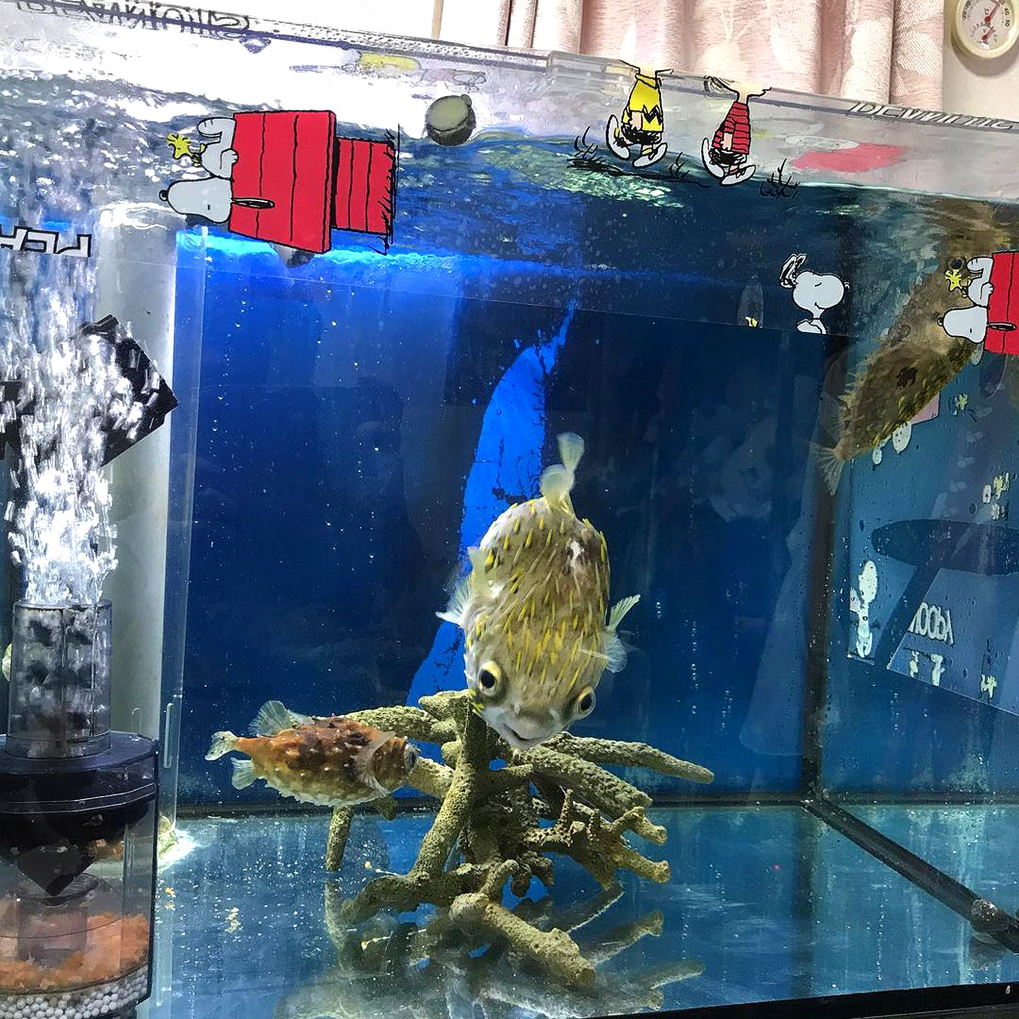 Read more about the article Poisonous Porcupine Fish Chase Shrimp Held By Chopsticks Through Aquarium Glass