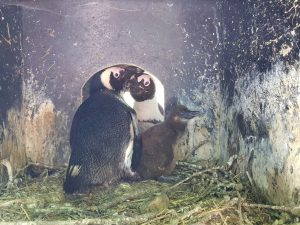 Read more about the article Austrian Zoo Welcomes Its First African Penguin Offspring