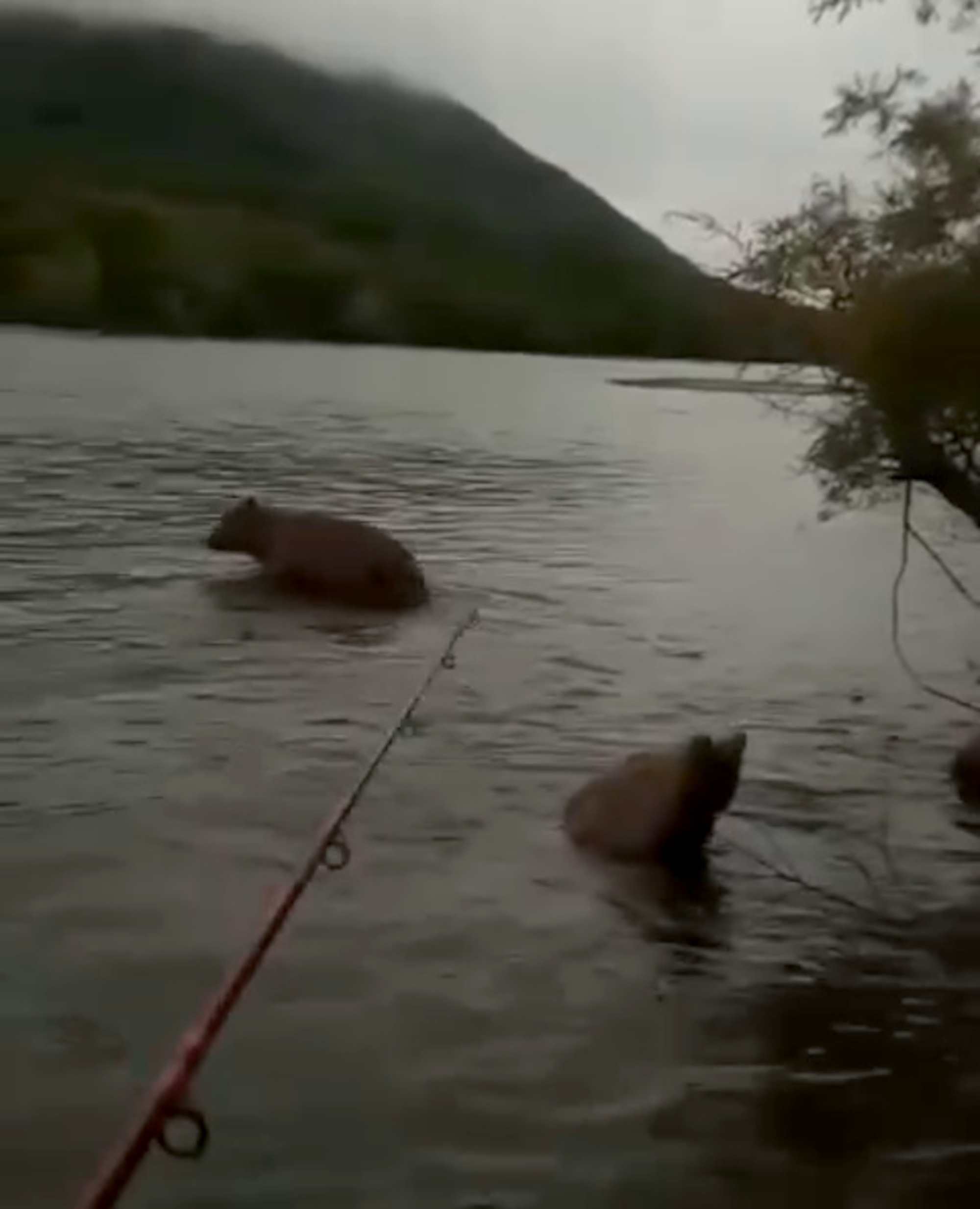 Read more about the article Russian Fisherman Uses Rod To Drive Away Bear Family In Competition For Best Fishing Spot