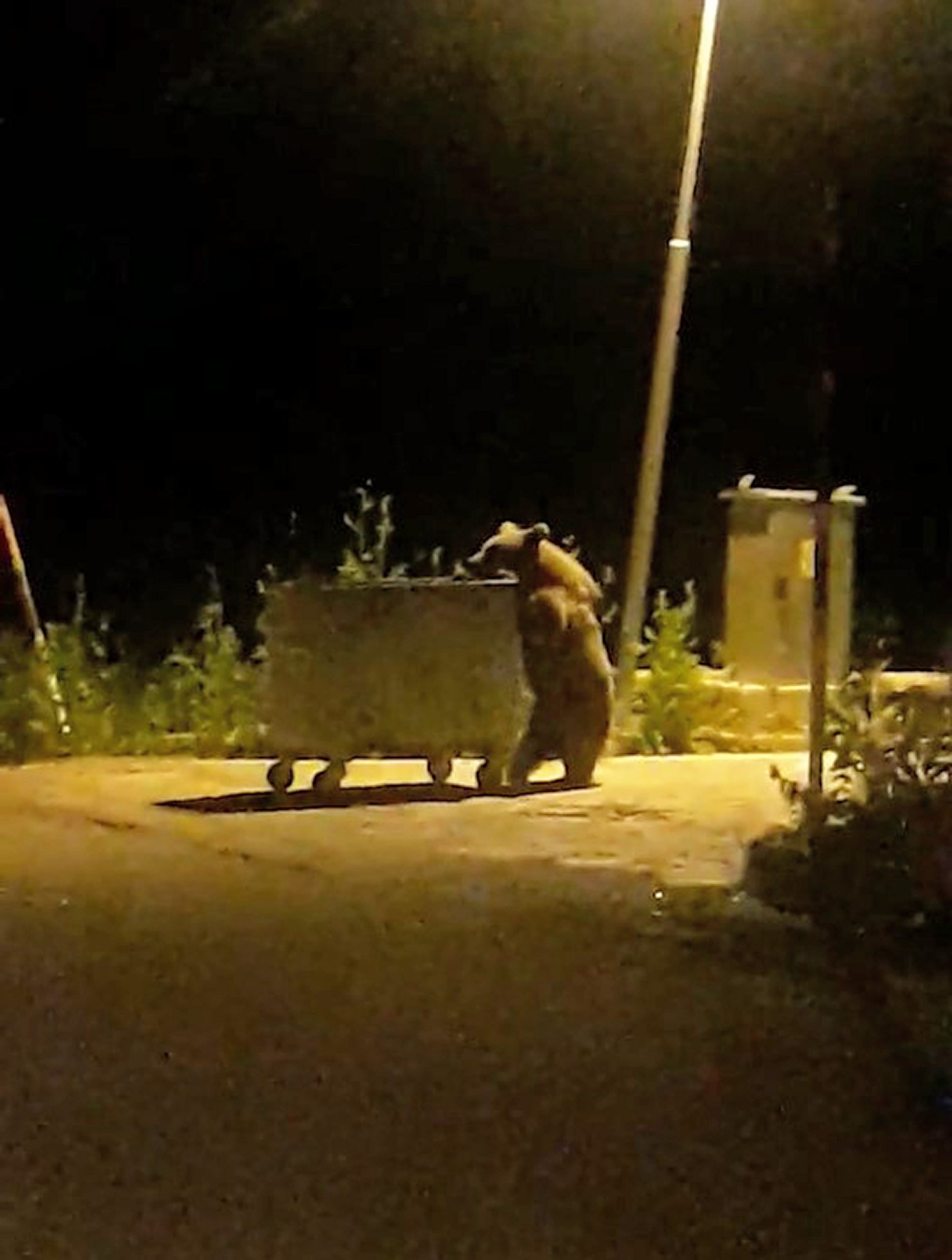 Read more about the article Mother Bear Drags Rubbish Bin Under Street Light Before Tipping It Over To Look For Food For Cubs