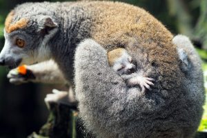 Read more about the article Critically Endangered Crowned Lemur Mom Named Amber Gives Birth To Twins In Leipzig Zoo In Germany