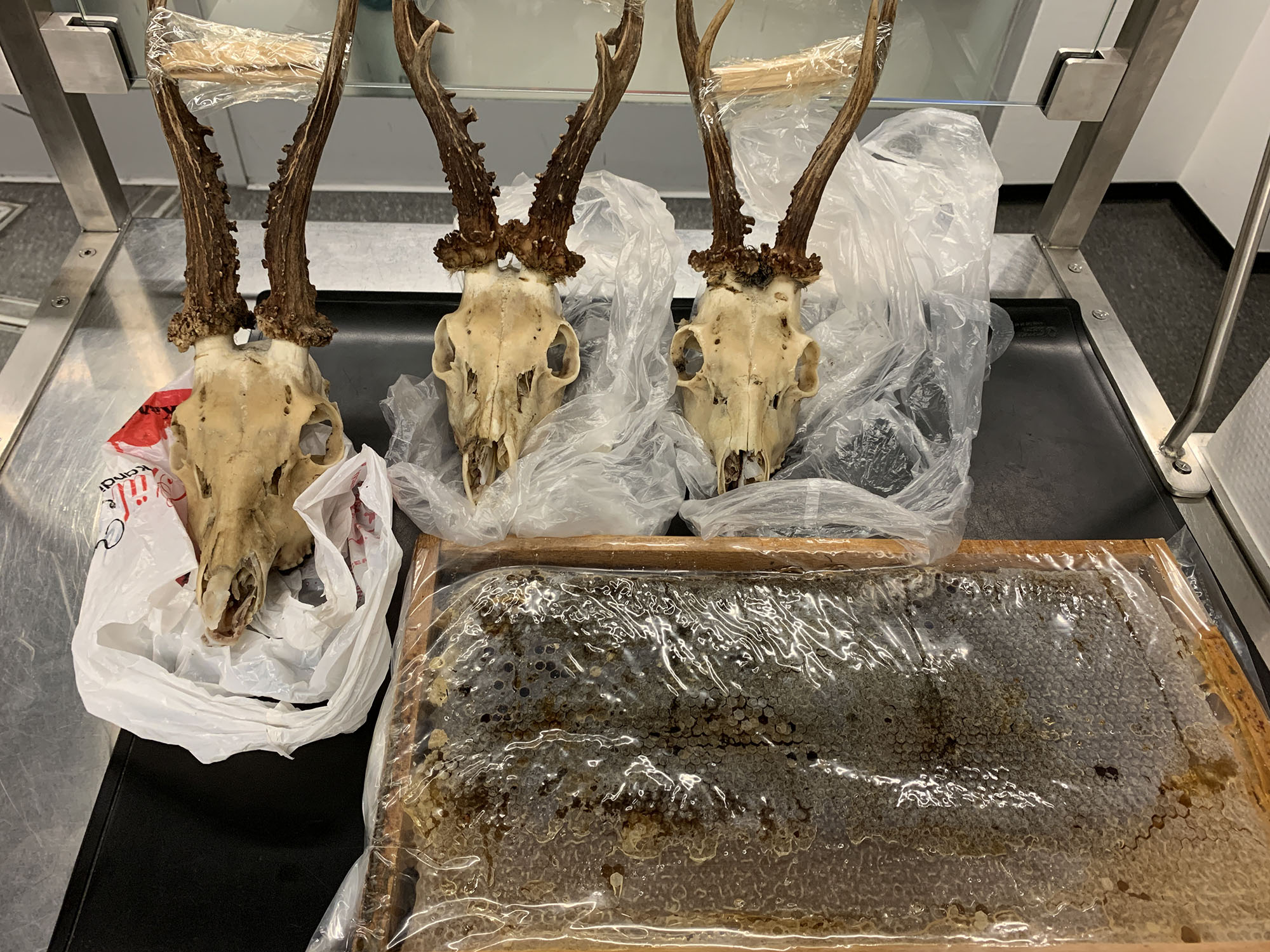 Read more about the article Customs Seize Stinking Suitcase With Rotting Deer Skulls At German Airport