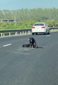 Read more about the article Grieving Dog Braves Oncoming Traffic To Protect Dead Body Of Pal Hit By Car On Busy Motorway