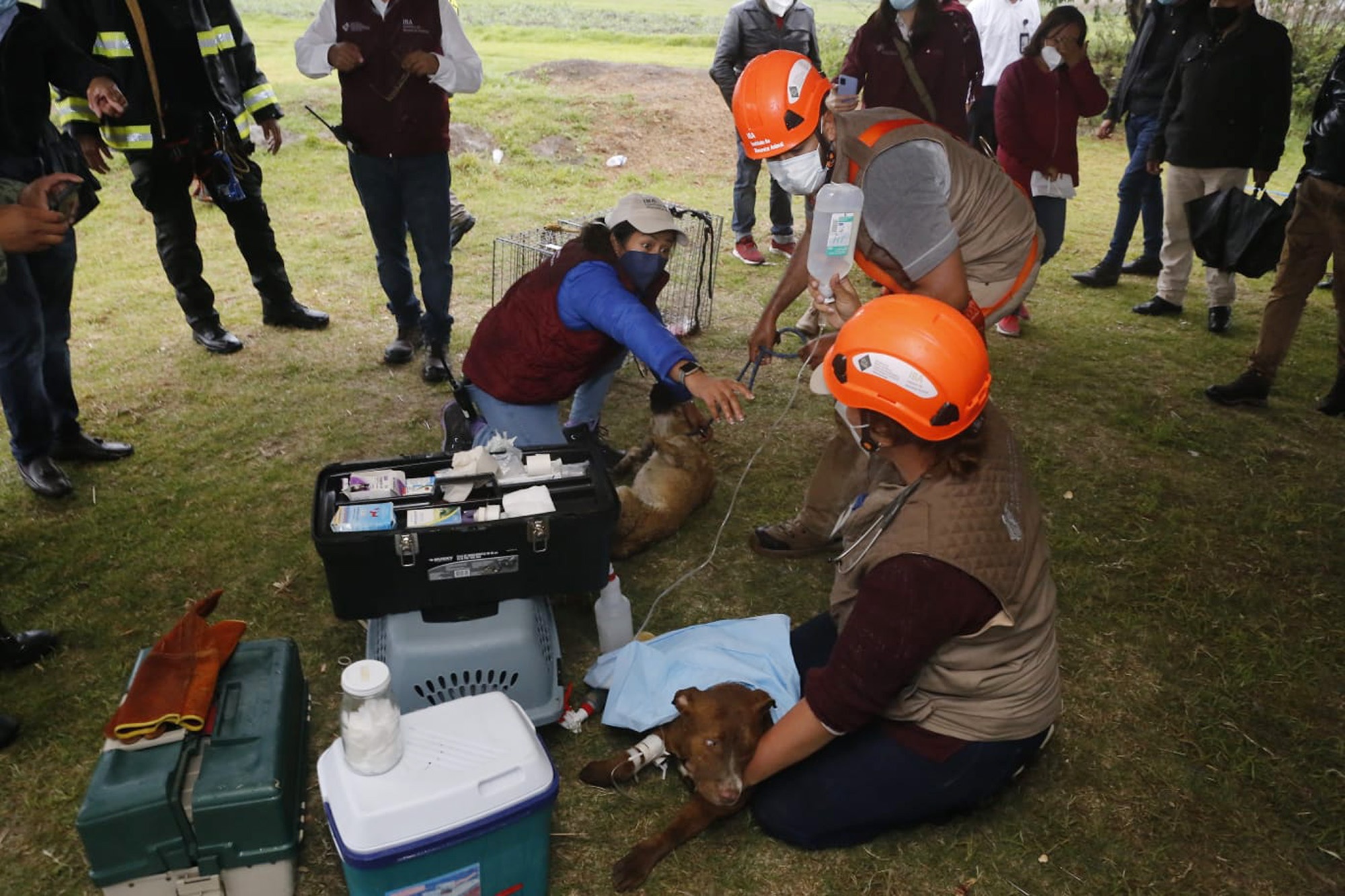 Read more about the article Dogs That Fell Into Mexican Sinkhole Are Rescued