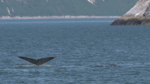 Read more about the article Humpback Whales Flock To Alaskan Bay For Summer Feasting