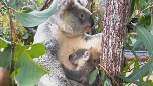 Read more about the article Moment First Baby Koala Of Season Appears From Mums Pouch