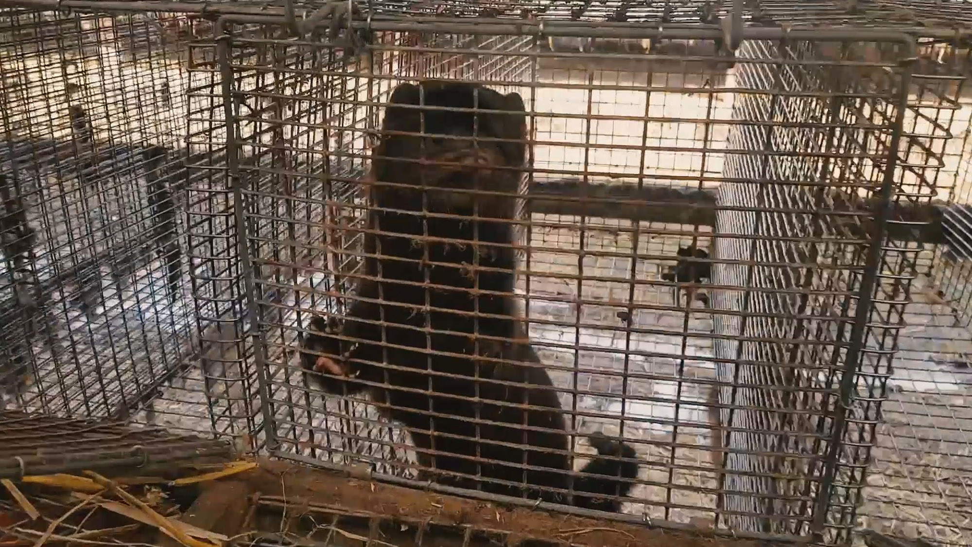 Read more about the article Horror Footage Of Latvian Mink Farm Where Animals Are Abused And Killed In Gas Chamber