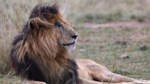 Read more about the article Famous Lion Scarface Dies In Kenya Reserve Aged 14