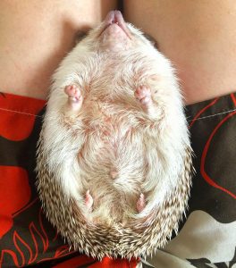 Read more about the article Cute Pet Hedgehog Becomes Instagram Sensation
