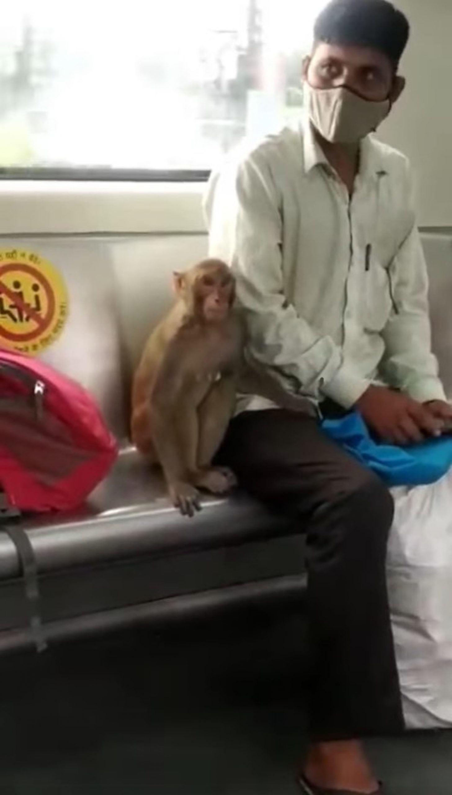 Read more about the article Moment Monkey Takes The Tube And Gets Comfy Next To Commuter