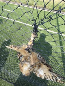 Read more about the article Snagged Owl Found Hanging Upside Down In Baseball Net On School Field