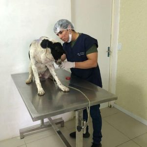 Read more about the article Injured Dog Walks Into Veterinary Clinic Looking For Help