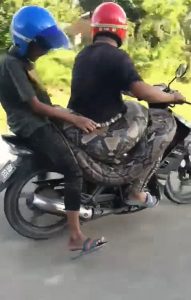 Read more about the article Man Spotted Playfully Riding His Motorcycle With 440 lb Python Around His Waist