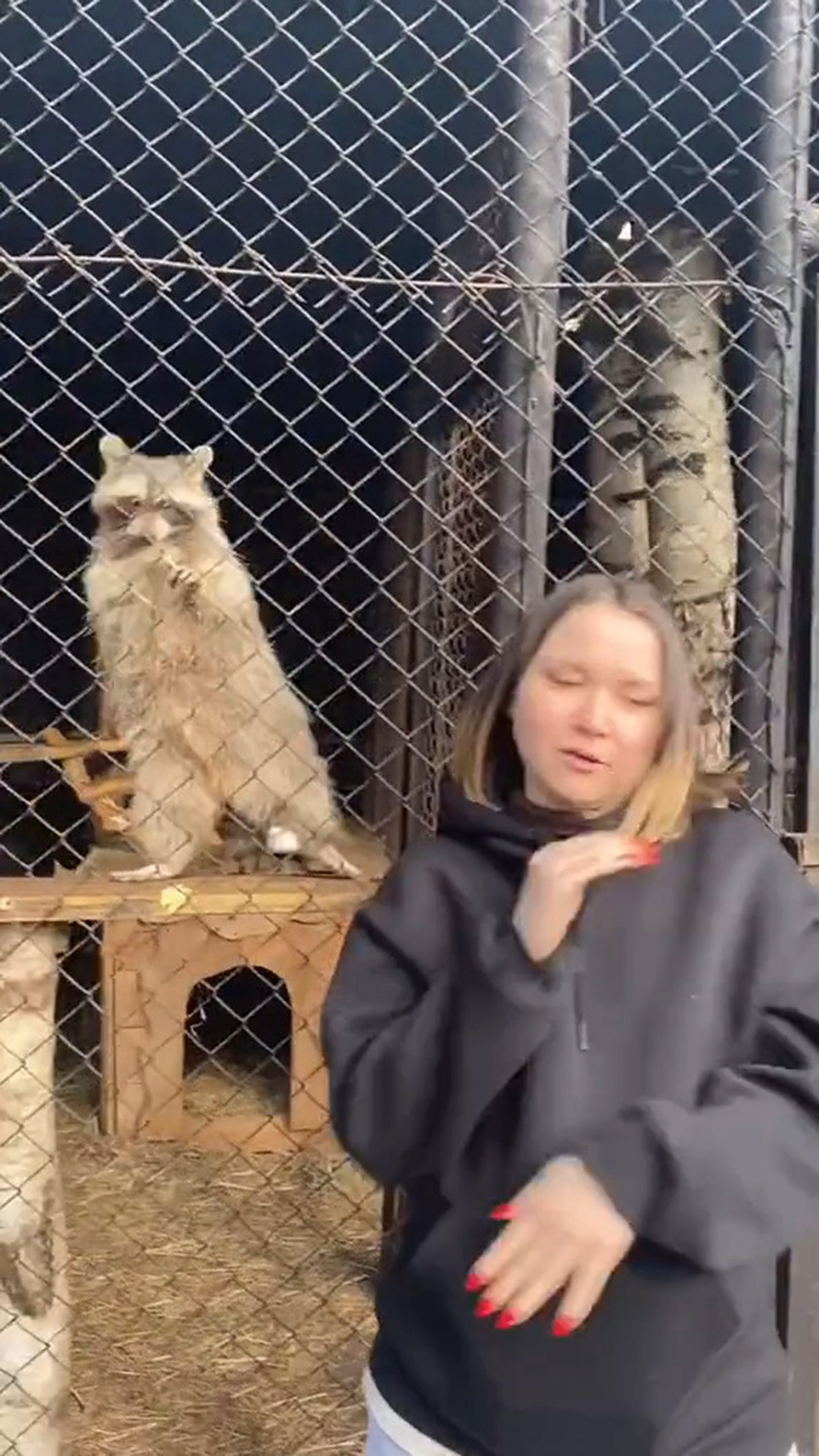 Read more about the article Rapping Raccoon Goes Viral But Pose Is Actually Sign Of Psychosis Due To Captivity