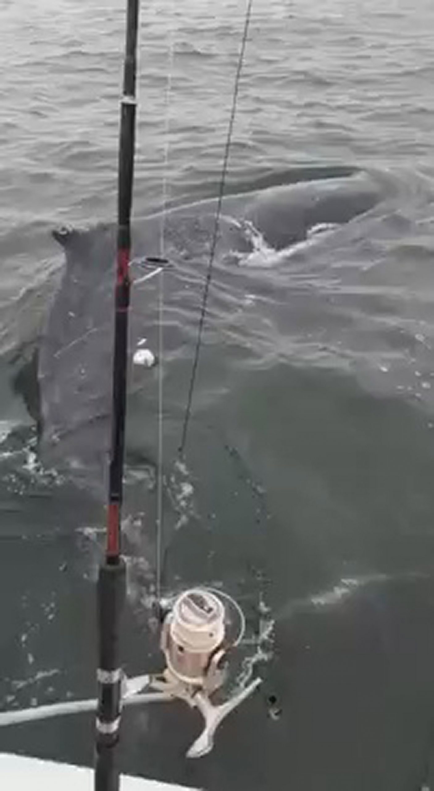 Read more about the article Moment Fishermen On Small Boat Rescue Huge Whale Entangled In Net
