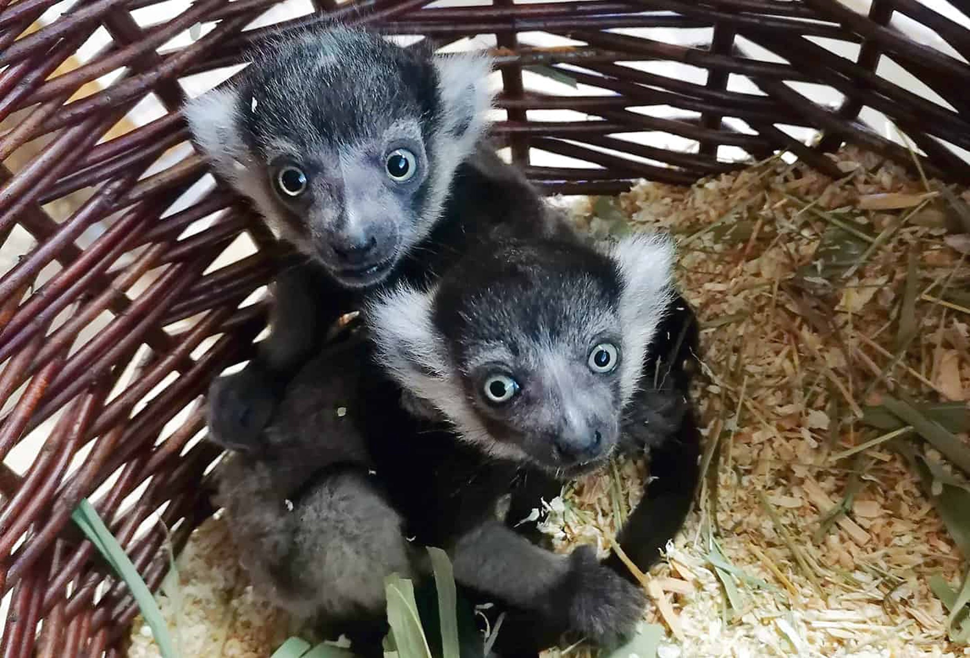 Read more about the article Two Black And White Ruffed Lemur Offspring Born In The Heidelberg Zoo In Germany
