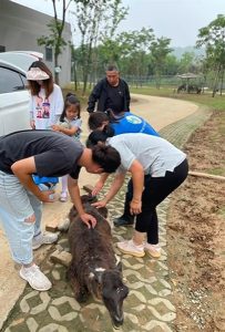 Read more about the article Clueless Safari Park Staff Unable To Use Car Jack To Free Trapped Alpaca