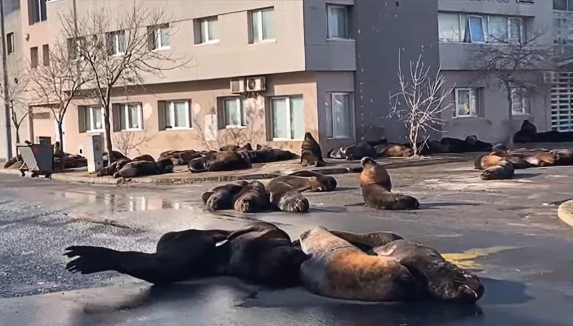 Read more about the article Dozens Of Huge Sea Lions Invade Empty Argentine City During Lockdown