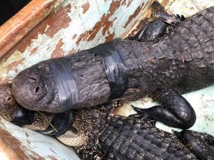 Read more about the article Florida Cyclist Mauled By 9 Foot Alligator After Falling Off Bike And Ending Up In Water
