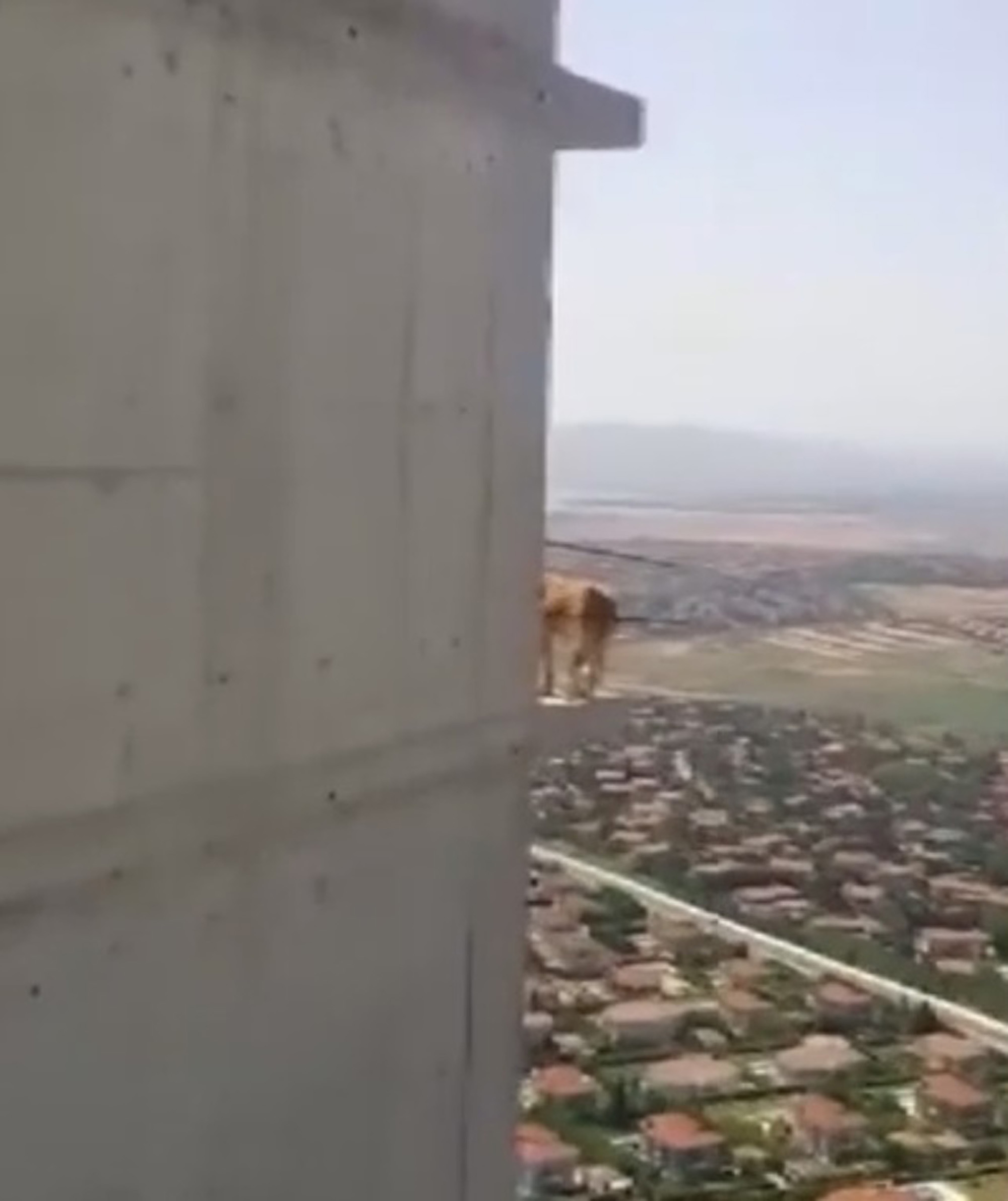 Read more about the article Trapped Stray Dog Rescued From Edge Of 36th Floor Sheer Drop
