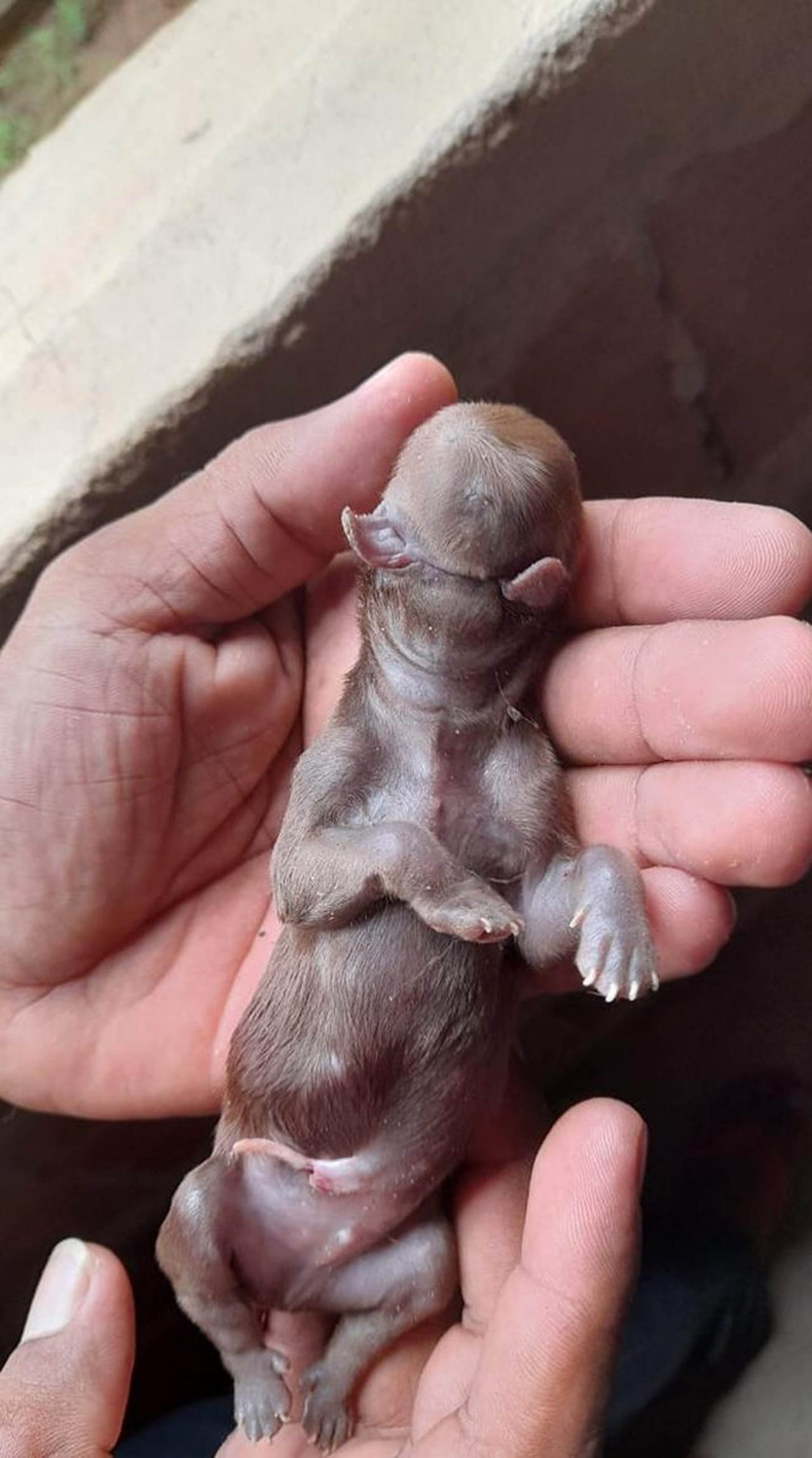 Read more about the article Faceless Mutant Puppy Born With Two Tongues And No Eyes Or Nose