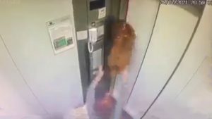 Read more about the article Clip Shows Womans Horror As Her Pet Dog Is Hoisted To Top Of Lift By Neck After Leash Got Stuck In Door
