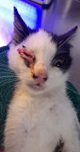 Read more about the article Vets Remove Eye And Amputate Leg Of Poor Cat Injured By Grass Mower