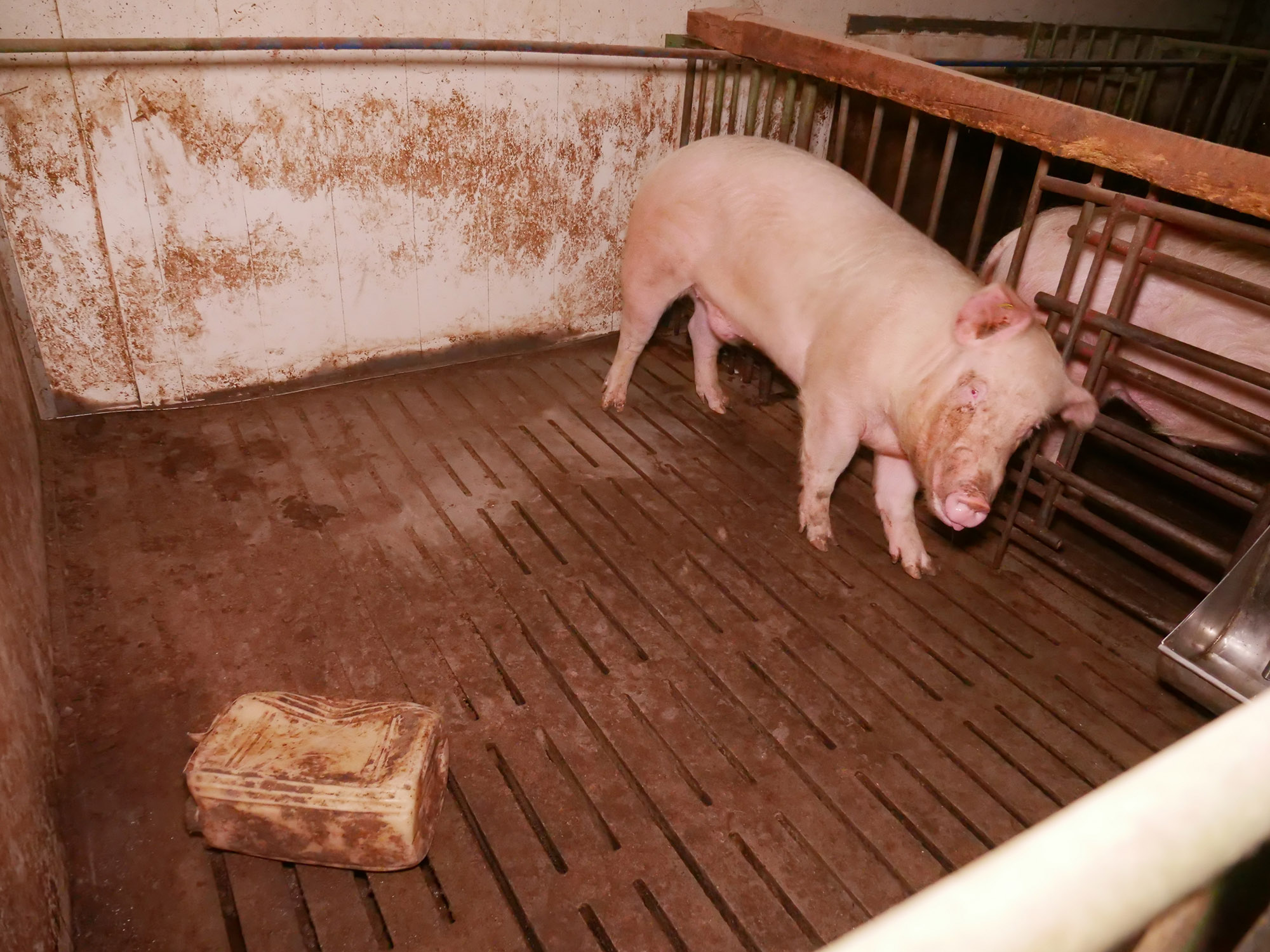 Read more about the article Hidden CCTV Cameras Reveal Cruel Castration And Mistreatment Of Piglets