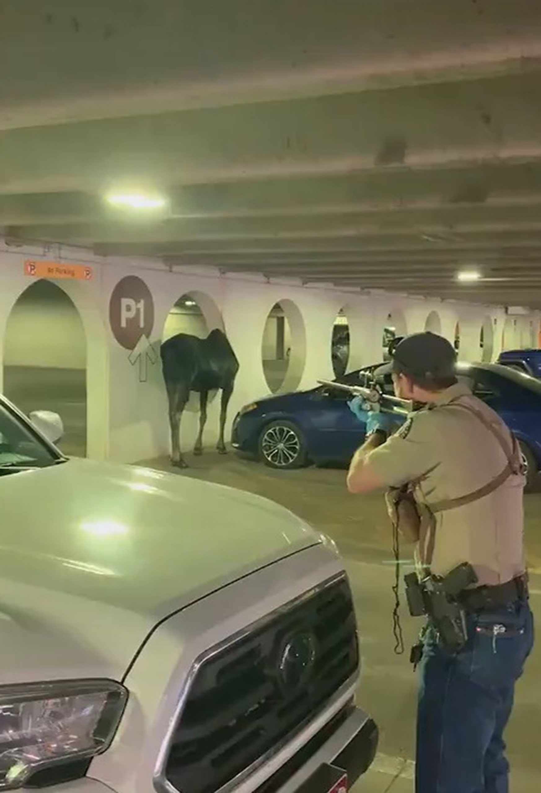 Read more about the article Cop Tranquilises Moose On The Loose Who Was Disturbing Colorado Car Park Visitors