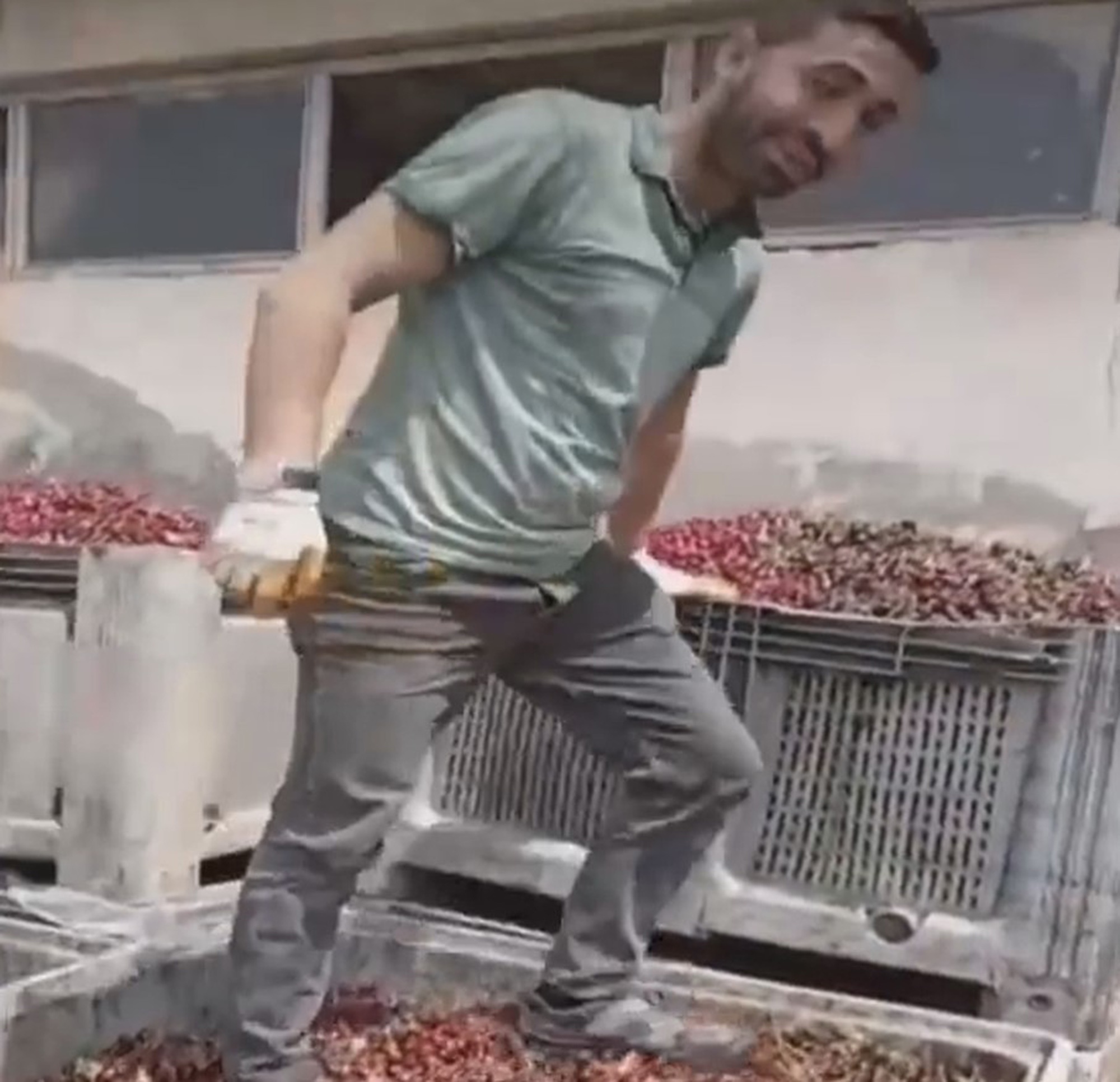 Read more about the article Four People Detained After Footage Of Worker Crushing Cherries To Make Jam And Juice With Boots On