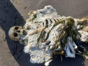 Read more about the article Gruesome Human Skeleton With Teeth Pulled Out Washes Up On Turkish Beach