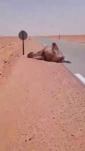 Read more about the article Moment Man Gives Life-Saving Water To Collapsed Camel In Sweltering Saharan Sun