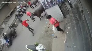 Read more about the article Moment Huge Buffalo Charges And Rams Parked Scooters In India As People Scatter In Terror